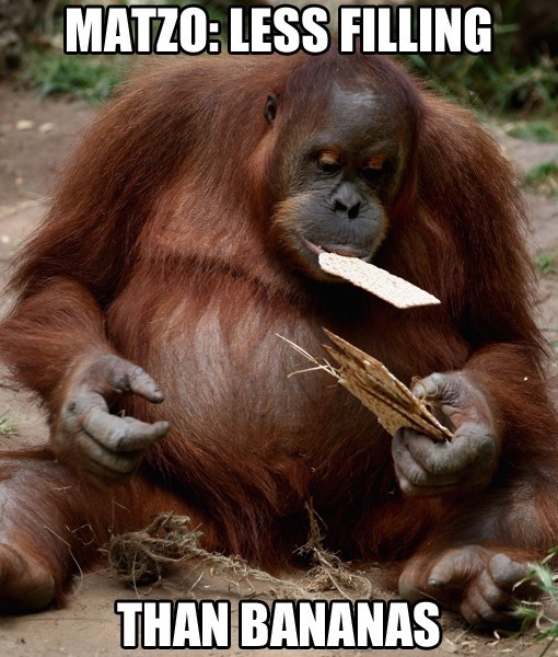 Matzo Orangutang 