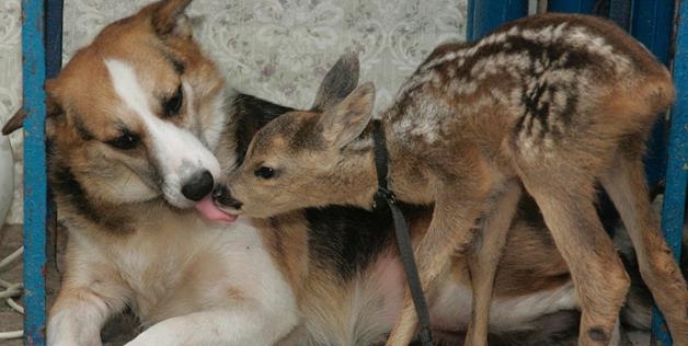 Deer And Dog 