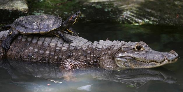 Turtle And crocodile 