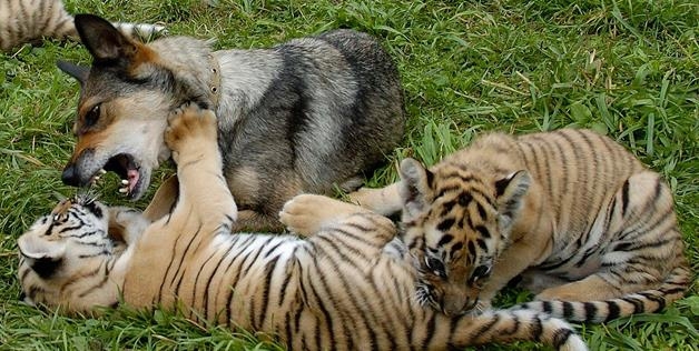Tigers And Dog 