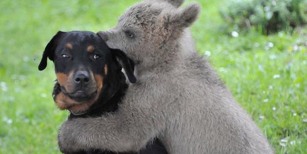 Dog And Bear 