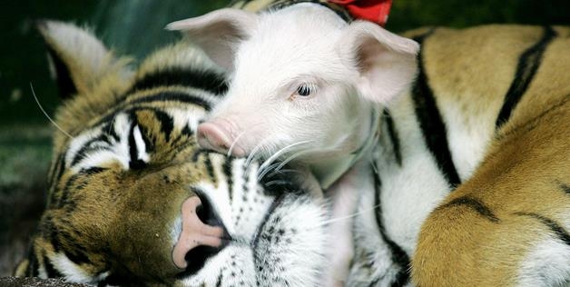 Cuddling Pig And Tiger 
