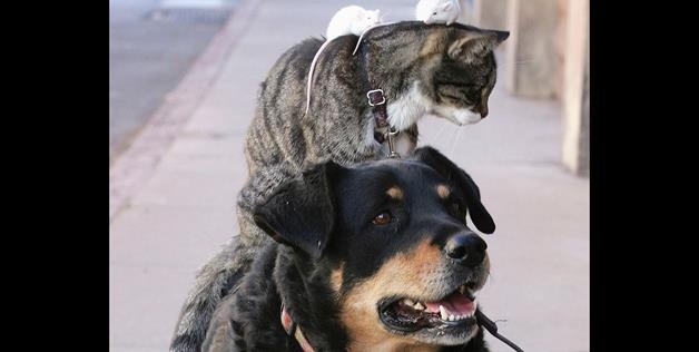 Cat And Dog 