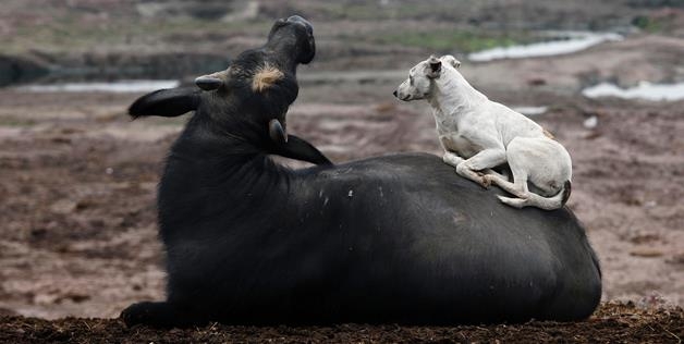 Cow And Dog 