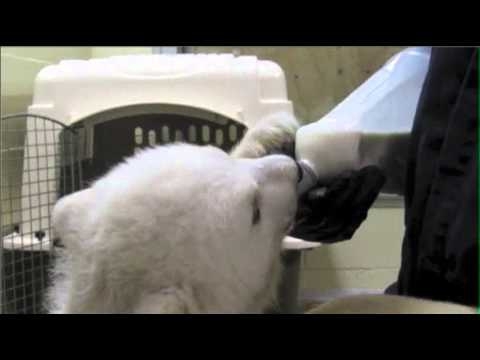 Raw: Meet Kali, Alaska Zoo&#39;s Littlest Polar Bear 