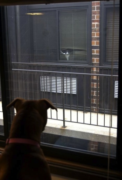 Cat Vs Dog Through the Window 