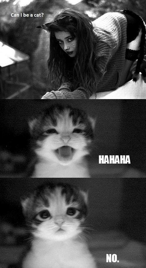Cats, Hahah, No 