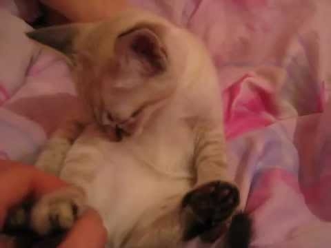 How to put sleep a kitty 