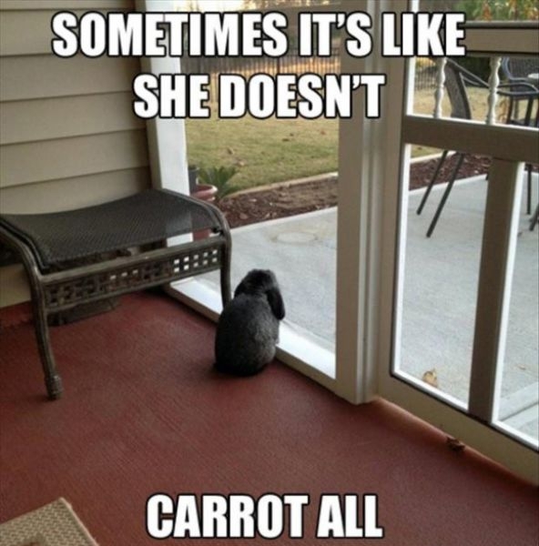 Bunny Humor 