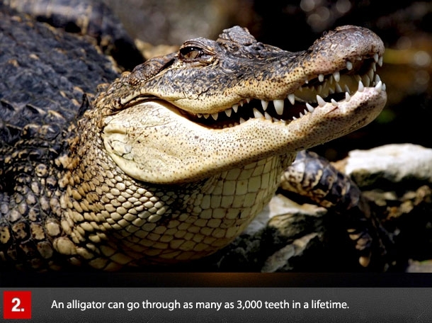 Alligator Teeth 