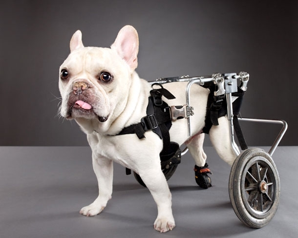 Pets With Disabilities 