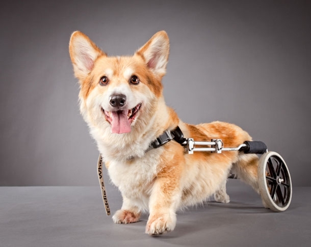 Corgie With A Disability 