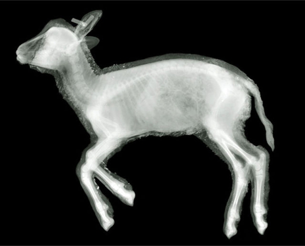 X-Ray Deer 