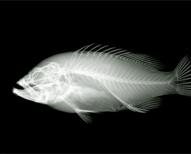 X-Ray Fish 