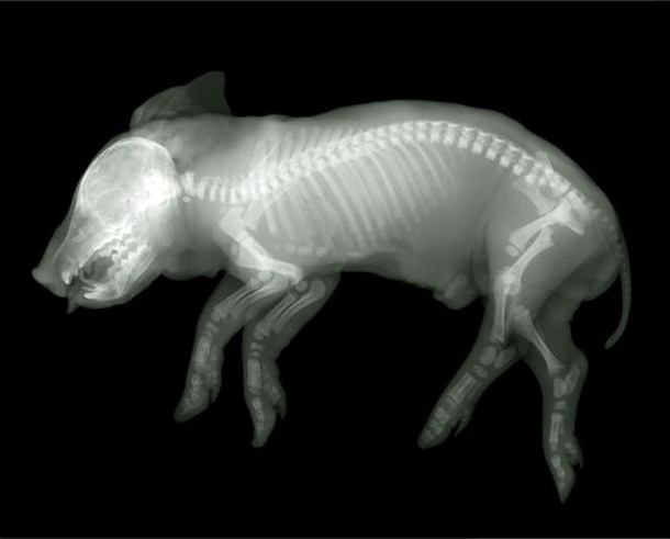 X-Ray Pig 