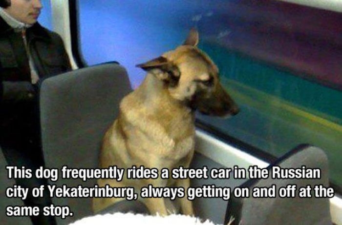 Street Car Dog 