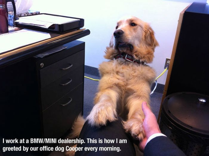 Office Dog 