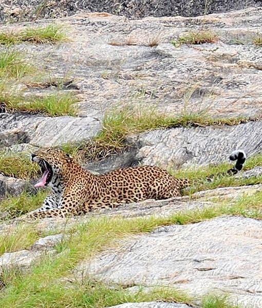 yawning Leopard 