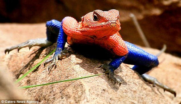 Mwanza Flat Headed Agama lizard