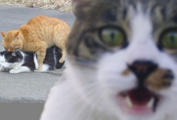 Cat Photobomb 