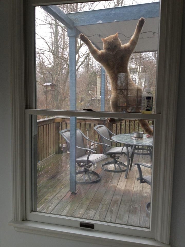 Window Cat 