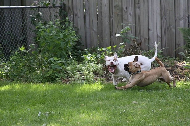 Dogs At Play 