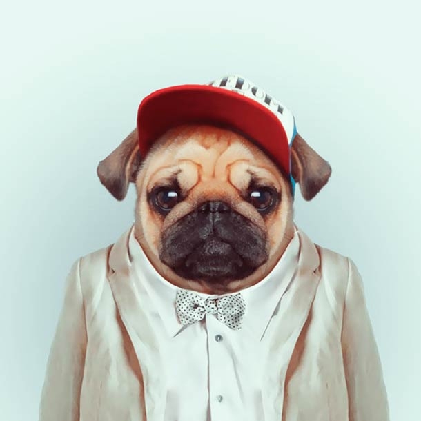 Pug 