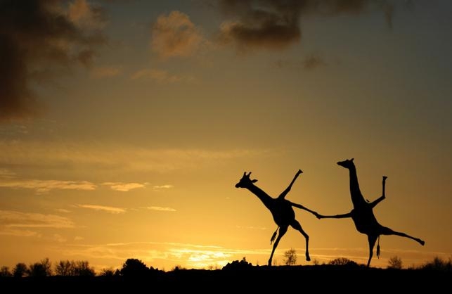 Dancing Giraffes 