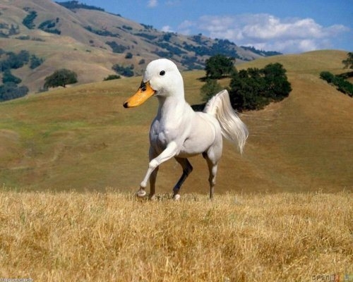 Duck Horse 