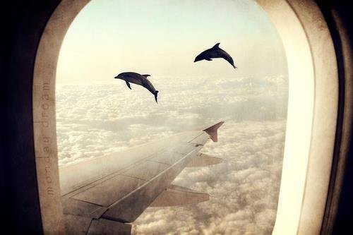 Flying Dolphins 