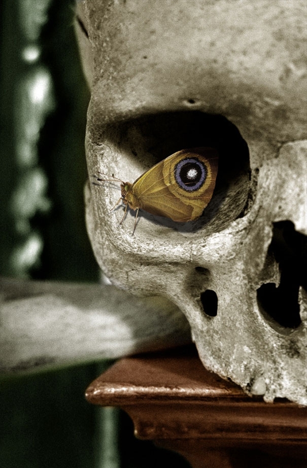 Skull Butterfly Eye 
