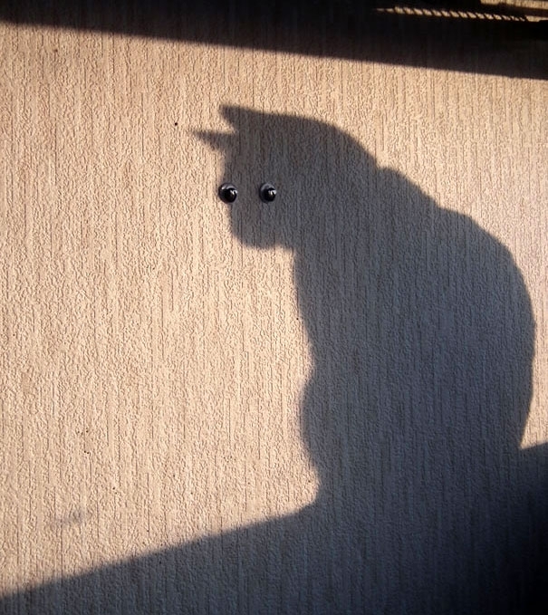 Cat Shadow Eyes 