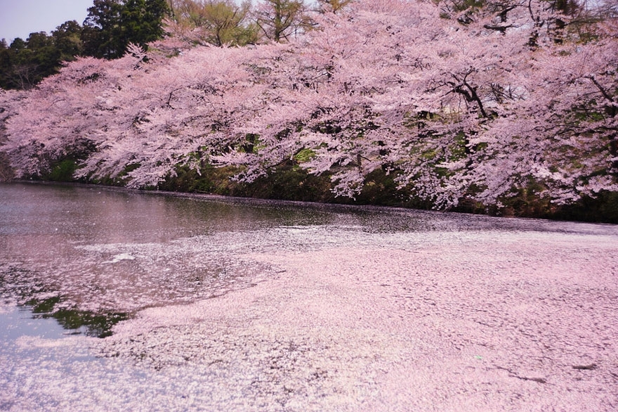 Cheery blossoms over the water 