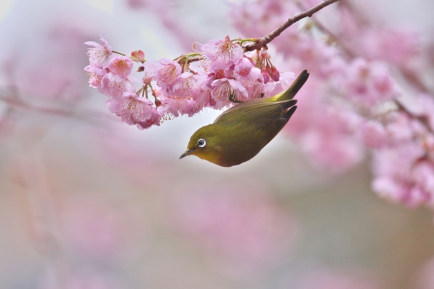 Cheery Blossom Bird 