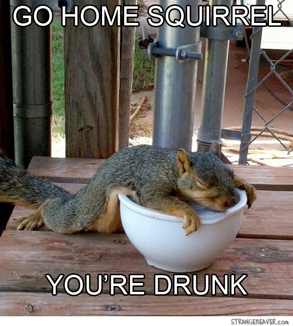 Drunk Squirrel 