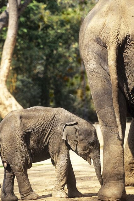 Asian Elephant 