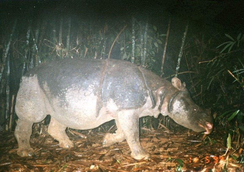 Javan Rhino