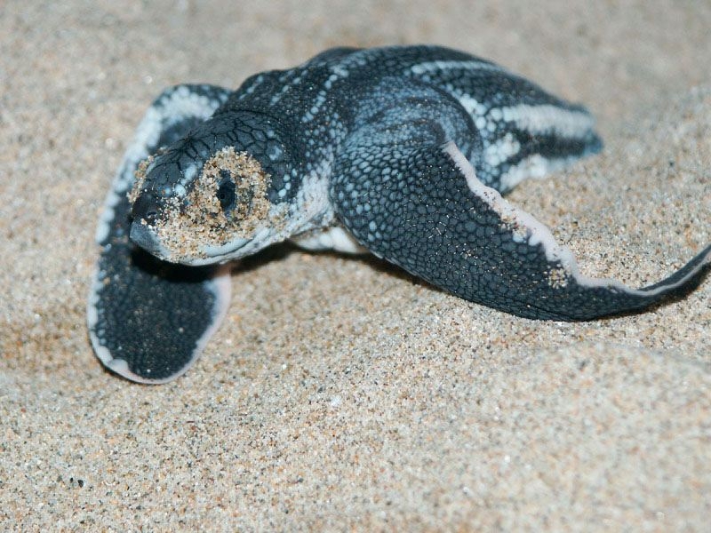Leatherback Turtle 