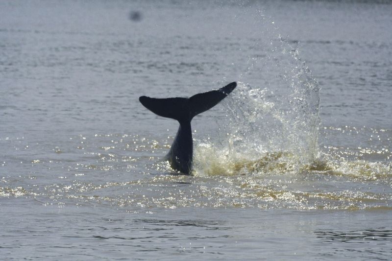 Irrawaddy Dolphin