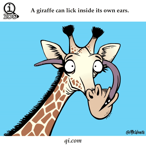 Giraffe's 