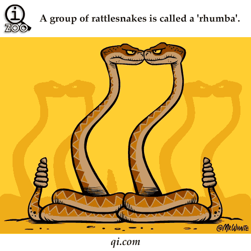 Rattle Snakes 