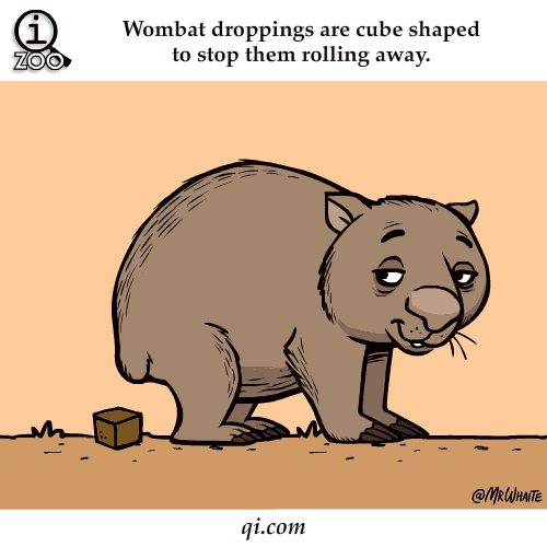 Wombat Droppings 