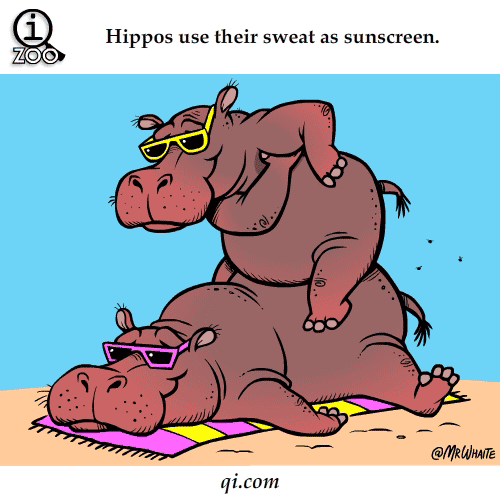 Hippo Sweat 