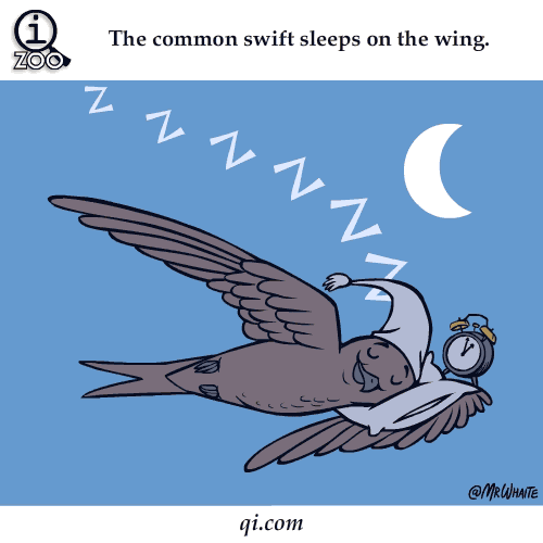 Swift Sleep 