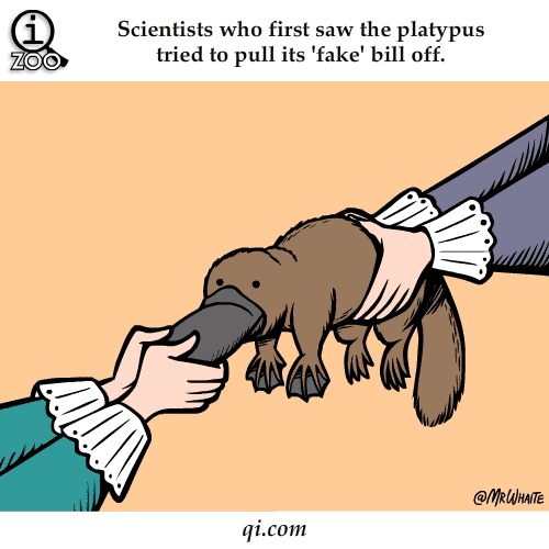 Platypus 