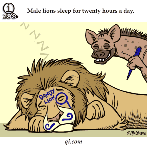 Male Lions 