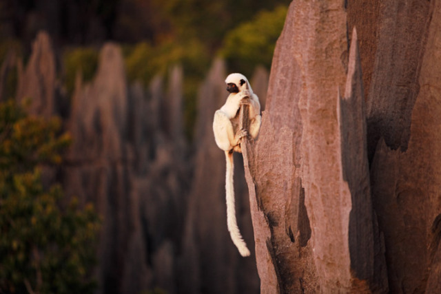 Monkey On The Rocks 