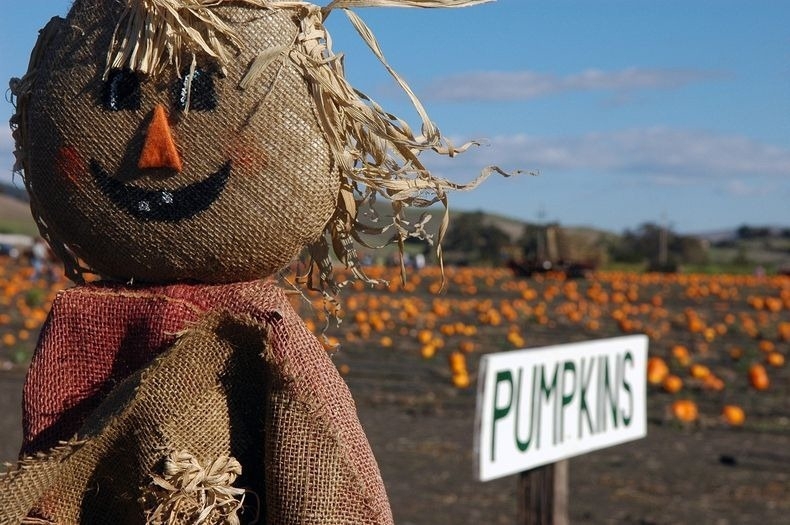 Pumpkin Patches 