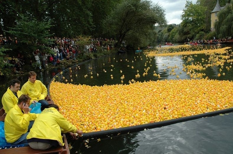 Thousands Of Ducks
