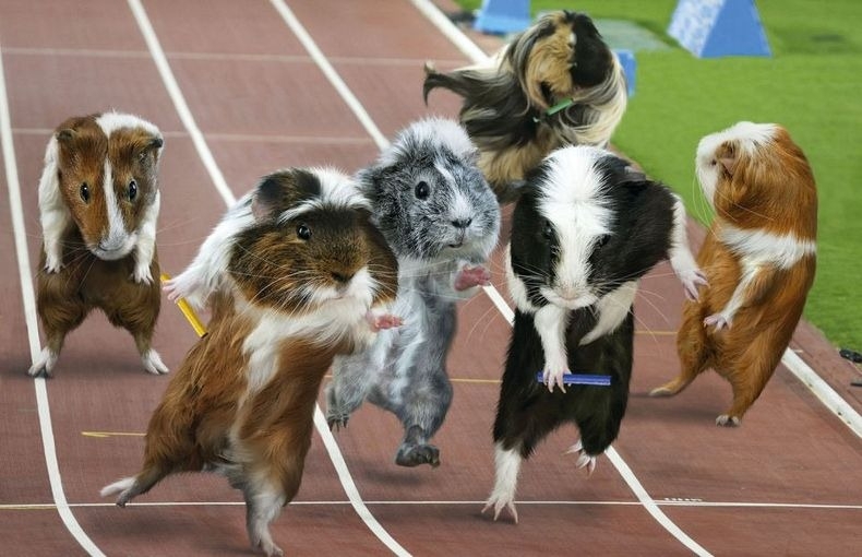 Guinea Pigs Sprinters 